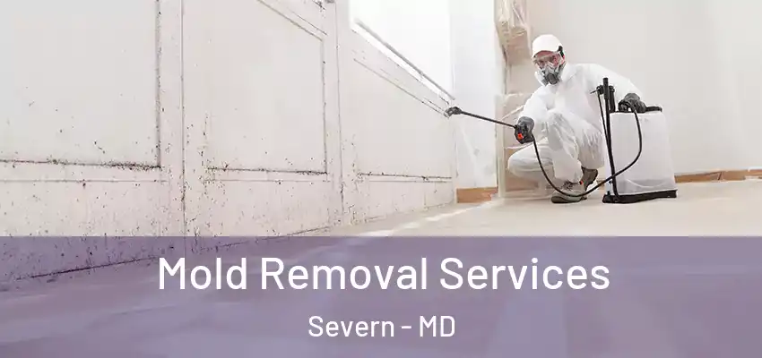 Mold Removal Services Severn - MD