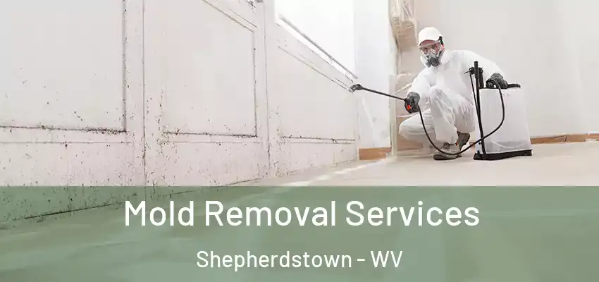 Mold Removal Services Shepherdstown - WV