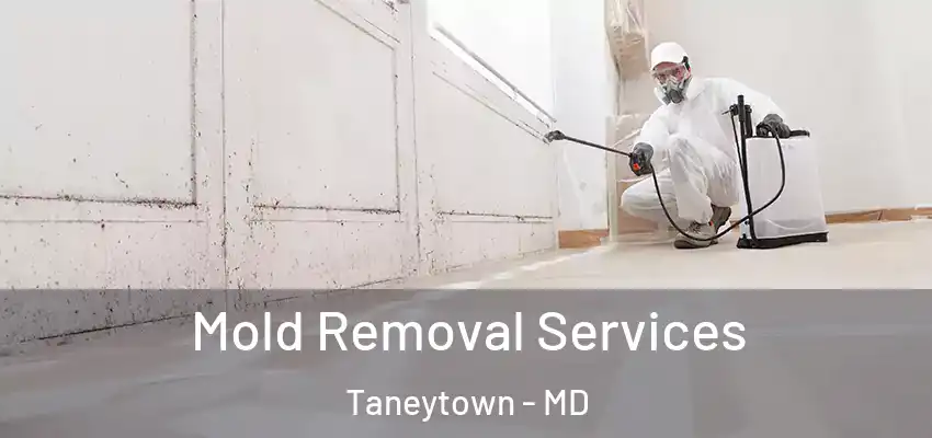 Mold Removal Services Taneytown - MD