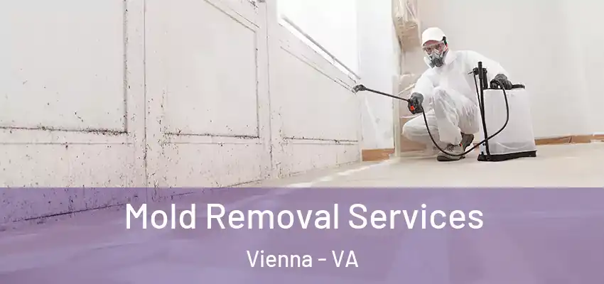 Mold Removal Services Vienna - VA