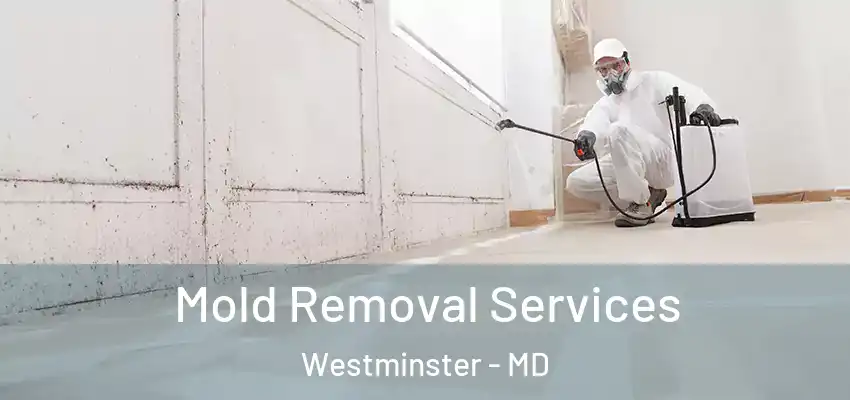 Mold Removal Services Westminster - MD