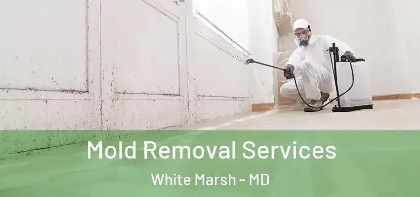 Mold Removal Services White Marsh - MD